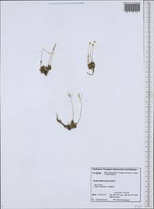 Draba fladnizensis Wulfen, Siberia, Western Siberia (S1) (Russia)