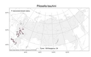 Pilosella bauhini (Schult.) Arv.-Touv., Atlas of the Russian Flora (FLORUS) (Russia)