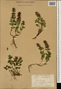 Teucrium chamaedrys L., Caucasus, Georgia (K4) (Georgia)