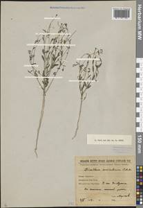 Diarthron vesiculosum (Fisch. & C. A. Mey.) C. A. Mey., Middle Asia, Karakum (M6) (Turkmenistan)