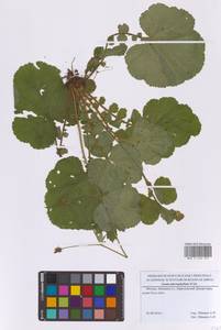 Geum macrophyllum Willd., Eastern Europe, Moscow region (E4a) (Russia)