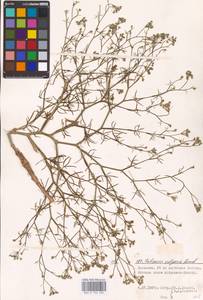 Falcaria vulgaris Bernh., Eastern Europe, Lower Volga region (E9) (Russia)