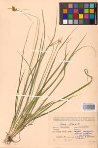 Carex flava L., Eastern Europe, Western region (E3) (Russia)