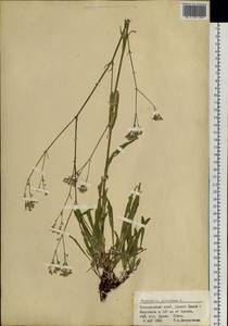 Gypsophila altissima L., Siberia, Altai & Sayany Mountains (S2) (Russia)