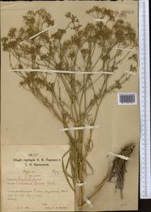 Falcaria vulgaris Bernh., Middle Asia, Northern & Central Kazakhstan (M10) (Kazakhstan)