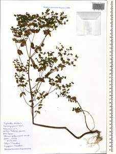 Euphorbia stricta L., Caucasus, Krasnodar Krai & Adygea (K1a) (Russia)