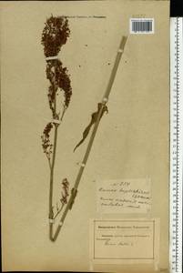 Rumex thyrsiflorus Fingerh., Eastern Europe, Rostov Oblast (E12a) (Russia)