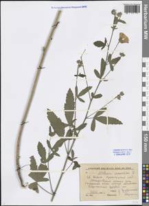 Althaea cannabina L., Caucasus, Krasnodar Krai & Adygea (K1a) (Russia)