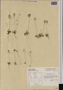 Teesdalia nudicaulis (L.) W.T. Aiton, Western Europe (EUR) (Germany)