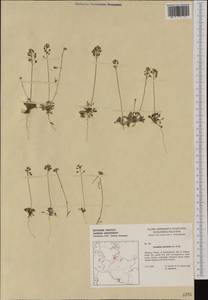 Teesdalia nudicaulis (L.) W. T. Aiton, Western Europe (EUR) (Germany)