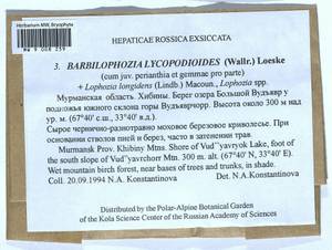 Barbilophozia lycopodioides (Wallr.) Loeske, Bryophytes, Bryophytes - Karelia, Leningrad & Murmansk Oblasts (B4) (Russia)