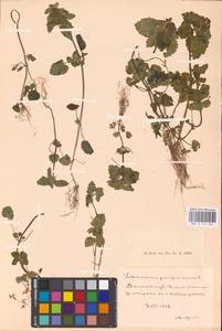 MHA 0 154 604, Lamium purpureum L., Eastern Europe, Northern region (E1) (Russia)