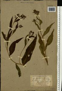 Symphytum officinale L., Eastern Europe, North Ukrainian region (E11) (Ukraine)