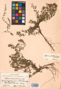 MHA 0 157 346, Thymus pallasianus Heinr.Braun, Eastern Europe, Lower Volga region (E9) (Russia)