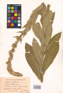 MHA 0 159 113, Verbascum thapsus L., Eastern Europe, Lower Volga region (E9) (Russia)