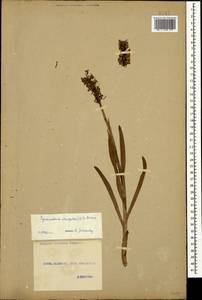 Gymnadenia conopsea (L.) R.Br., Caucasus, Georgia (K4) (Georgia)