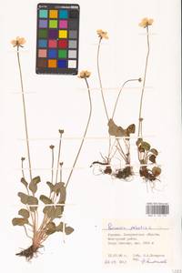 Parnassia palustris L., Eastern Europe, West Ukrainian region (E13) (Ukraine)