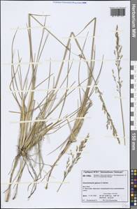 Deschampsia cespitosa subsp. cespitosa, Siberia, Central Siberia (S3) (Russia)