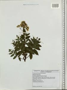 Sorbaria pallasii (G. Don) Pojark., Siberia, Baikal & Transbaikal region (S4) (Russia)