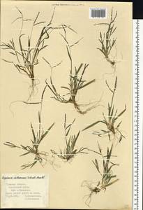 Digitaria ischaemum (Schreb.) Muhl., Eastern Europe, Central region (E4) (Russia)