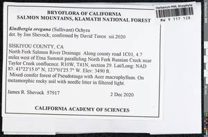 Kindbergia oregana (Sull.) Ochyra, Bryophytes, Bryophytes - America (BAm) (United States)