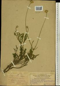 Cephalaria uralensis (Murray) Roem. & Schult., Eastern Europe, South Ukrainian region (E12) (Ukraine)