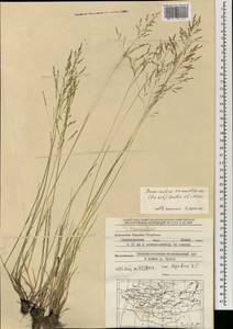 Puccinellia tenuiflora (Griseb.) Scribn. & Merr., Mongolia (MONG) (Mongolia)