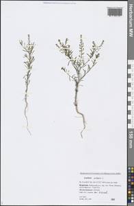 Lepidium ruderale L., Siberia, Baikal & Transbaikal region (S4) (Russia)