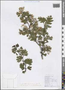 Crataegus × rubrinervis Lange, Caucasus, Black Sea Shore (from Novorossiysk to Adler) (K3) (Russia)