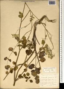 Pimpinella peregrina L., South Asia, South Asia (Asia outside ex-Soviet states and Mongolia) (ASIA) (Turkey)