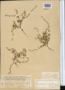 Lappula patula (Lehm.) Menyh., Middle Asia, Muyunkumy, Balkhash & Betpak-Dala (M9) (Kazakhstan)