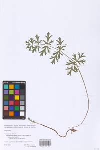 Pimpinella, Eastern Europe, Western region (E3) (Russia)