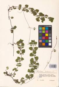 MHA 0 155 788, Glechoma hederacea L., Eastern Europe, Lithuania (E2a) (Lithuania)
