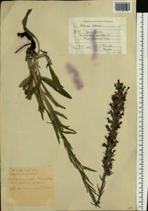 Pontechium maculatum (L.) Böhle & Hilger, Eastern Europe, North Ukrainian region (E11) (Ukraine)
