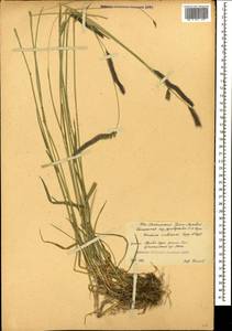 Hordeum brevisubulatum (Trin.) Link, Caucasus, South Ossetia (K4b) (South Ossetia)