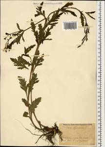 Verbena officinalis L., Caucasus, Stavropol Krai, Karachay-Cherkessia & Kabardino-Balkaria (K1b) (Russia)