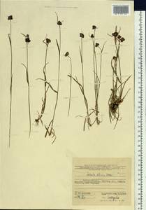 Luzula multiflora subsp. sibirica V. I. Krecz., Siberia, Russian Far East (S6) (Russia)