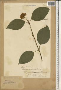 Cornus sericea L., Eastern Europe, Eastern region (E10) (Russia)