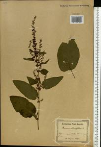 Rumex obtusifolius L., Eastern Europe, North Ukrainian region (E11) (Ukraine)