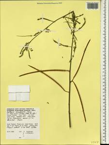 Sesbania bispinosa (Jacq.)W.Wight, South Asia, South Asia (Asia outside ex-Soviet states and Mongolia) (ASIA) (Thailand)