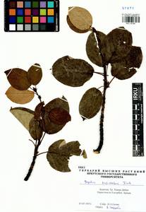 Populus suaveolens, Siberia, Baikal & Transbaikal region (S4) (Russia)