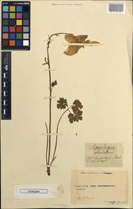 Aquilegia glandulosa Fisch., Unclassified