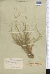 Polypogon monspeliensis (L.) Desf., Middle Asia, Syr-Darian deserts & Kyzylkum (M7) (Uzbekistan)