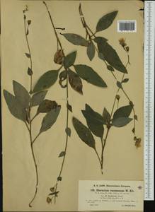 Hieracium racemosum subsp. barbatum (Froel.) Zahn, Western Europe (EUR) (Austria)