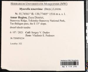 Myurella tenerrima (Brid.) Lindb., Bryophytes, Bryophytes - Russian Far East (excl. Chukotka & Kamchatka) (B20) (Russia)