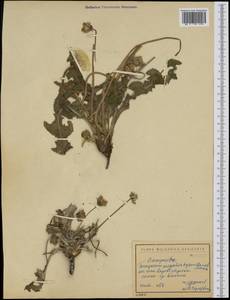 Taraxacum megalorhizon (Forssk.) Hand.-Mazz., Western Europe (EUR) (Bulgaria)