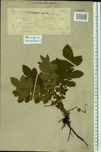 Agrimonia eupatoria L., Eastern Europe, Volga-Kama region (E7) (Russia)