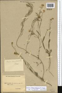 Pseudoarabidopsis toxophylla (M.Bieb.) Al-Shehbaz, O'Kane & R.A. Price, Middle Asia, Northern & Central Kazakhstan (M10) (Kazakhstan)