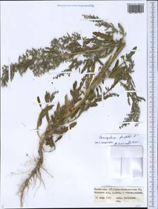 Chenopodium ficifolium Sm., Middle Asia, Pamir & Pamiro-Alai (M2) (Tajikistan)