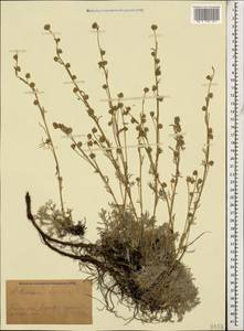 Artemisia splendens Willd., Caucasus, Stavropol Krai, Karachay-Cherkessia & Kabardino-Balkaria (K1b) (Russia)